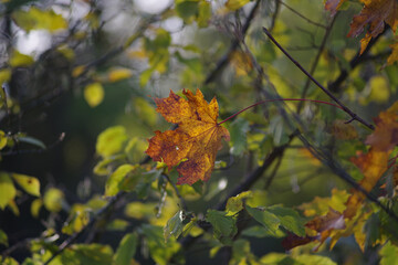 feuille morte sur abre automne