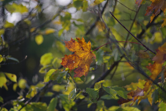feuille morte sur abre automne
