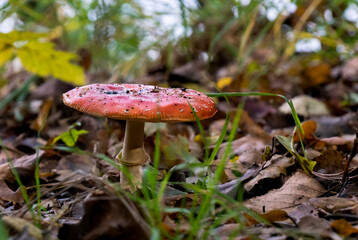 Mushroom