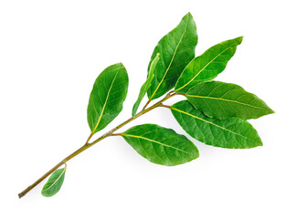 Bay leaves isolated on white background, top view. .