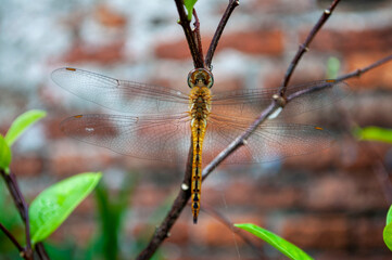 Dragonflies on branches with blurred background