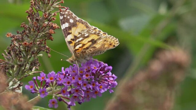 Painted lady butterfly feeds on on buddleia davidii in English garden
