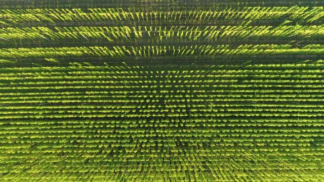 DRONE, TOP DOWN: Flying above a flourishing plantation full of hops plants climbing long strings. Flying over long rows of lush green hops growing in the fertile soil of the Slovenian countryside.