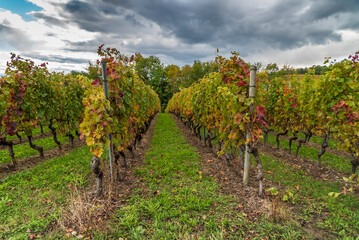 rang&eacute;es de vignes aux feuilles de couleur automnales dans un paysage orageux et de gros nuages noirs