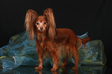 Perky Russian dog on a black background looks into the lens