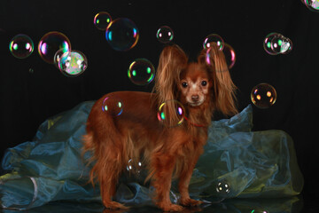 Russian toy and many soap bubbles on a black mirror background with organza