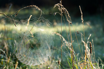 spider web