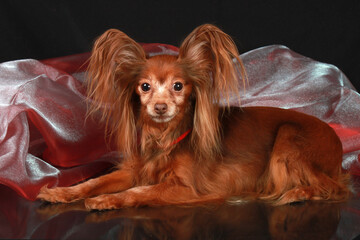 Russian long-haired toy terrier lies on a glass black background with shiny organza