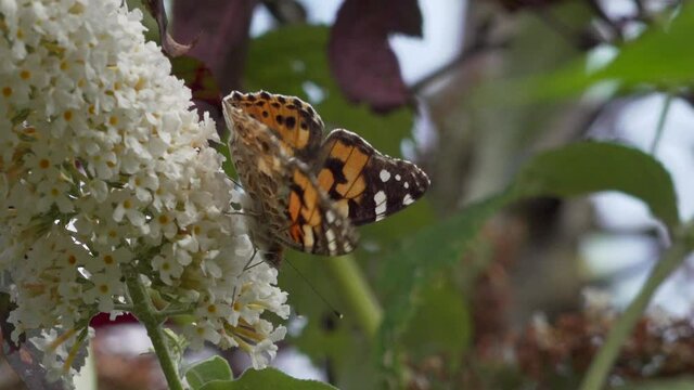 Painted lady butterfly feeds on buddleia nectar in an English garden