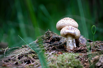 Mushroom
