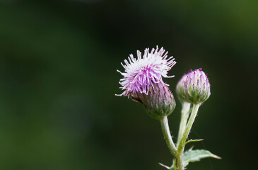 flower and plants