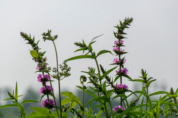 flower and plants