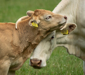 cow and calf © Rens