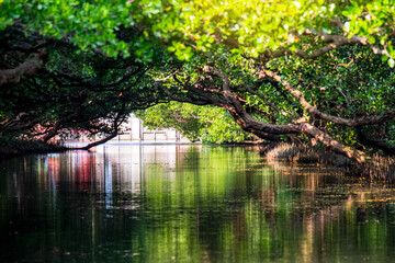 Sicao Mangrove Green Tunnel