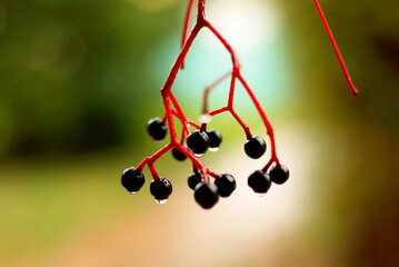 Berries of autumn wild grapes with raindrops