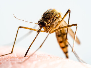 Dangerous Zika Infected Mosquito Bite. Leishmaniasis, Encephalitis, Yellow Fever, Dengue, Malaria Disease, Mayaro, EEEV or Zika Virus Infectious Culex Parasite Insect Macro.