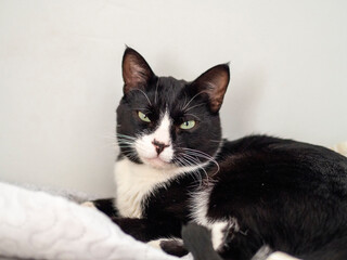 Gato negro y blanco sobre fondo gris claro