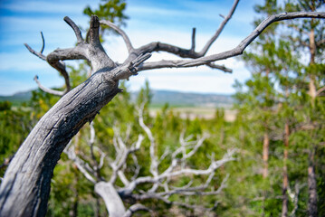 Fototapeta premium tree in the forest, nature bayanaul