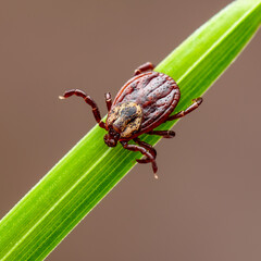 Encephalitis Virus or Lyme Borreliosis Disease Infectious Dermacentor Tick Arachnid Parasite Insect on Green Background Macro