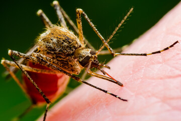 Malaria Infected Mosquito Bite on Green Background. Leishmaniasis, Encephalitis, Yellow Fever, Dengue, Malaria Disease, Mayaro or Zika Virus Infectious Culex Mosquito Parasite Insect Macro.