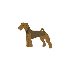 dog-Airedale Terrier dark colors, in the rack, with a curled tail.