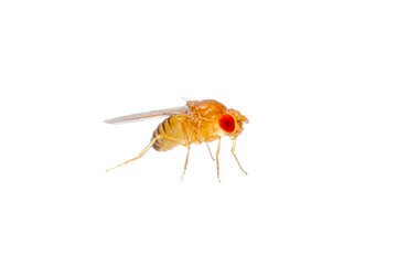 Drosophila Fruit Fly Diptera Parasite Insect Isolated on White Background