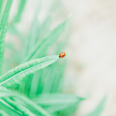 Ladybug sitting on green leaf on a pastel background. Toned, copy space