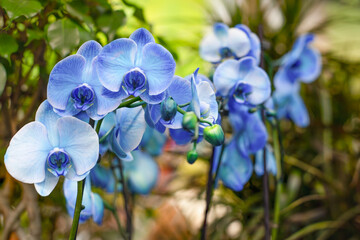 Blue flowers orchid blossom. Exotic orchid flower, several blooming rosettes on a branch, pastel shade of blue