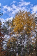 Yellow tree during autumn. Colorful autumn tree. Tree with colorful leaves in the forest.