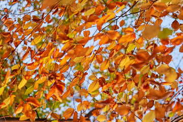 Jesienne liście, złota jesień, Słoneczny dzień, Jesienny wiatr