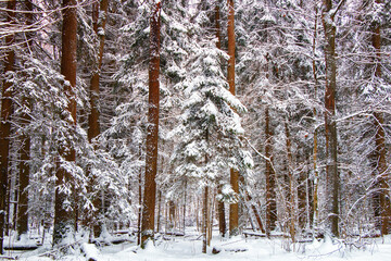 Beautiful snowy landscape. Morning in the winter cold forest.