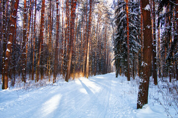 Beautiful snowy landscape. Morning in the winter cold forest.