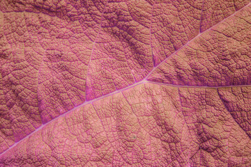 close up of a leave - background texture
