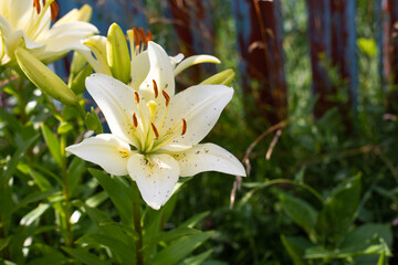 White flower day lily blossom, natural background, white day lily flower with yellow veins