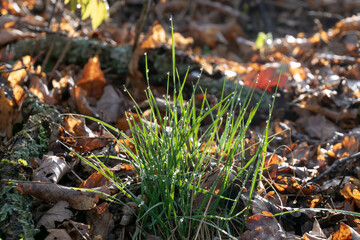 nature