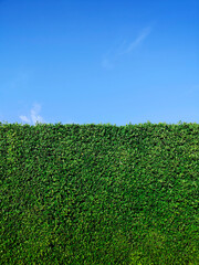 Green grass wall texture and bright blue sky