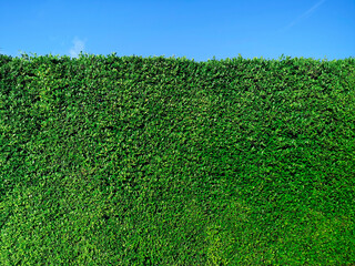 Green grass wall texture and bright blue sky