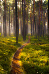 forest path 