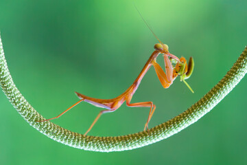 Macro Photos of Praying Mantis