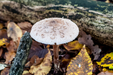 junger Schirmpilz im Wald