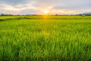 The fields and the sun are setting.rice field and sunset