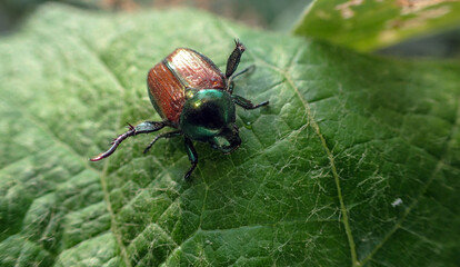 A macro photo shows detail of a pesky japanese beetle which has been attracted to the sweet tast of a grape leaf and will cause extensive damage if pest control is not implemented. Bokeh effect.