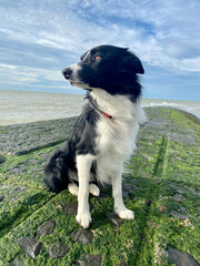 Portrait d'un Border Collie à la côte belge.
