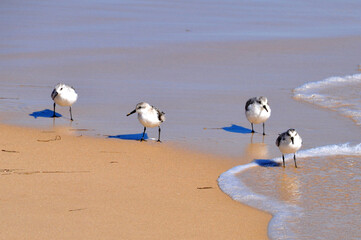 Sanderlinge in Portugal