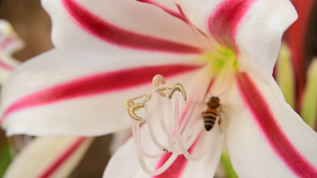 Bees pollinating lilies in early spring in Brazil, close up view. Bees work.