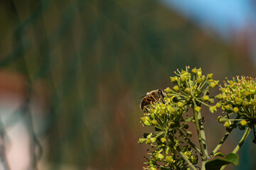 Bee pollinates on wild flowers with fences background