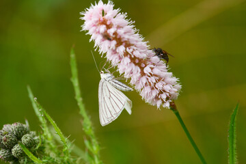 Hartheu-Spanner an Schlangen-Knöterich auf einer Wiese	