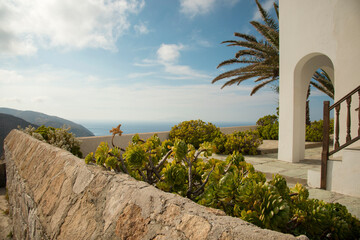 Succulent plane in the garden of beautiful villa with the view at the sea at Folegandros town, Folegandros island, Greece