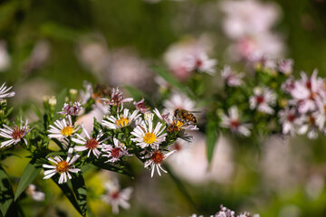 Obraz premium Flowers 