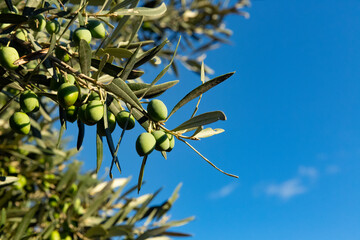 An olive branch with green and ripe olives with blue background